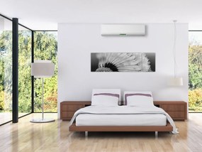 Obraz dmuchawca, czarno - biały (170x50 cm)
