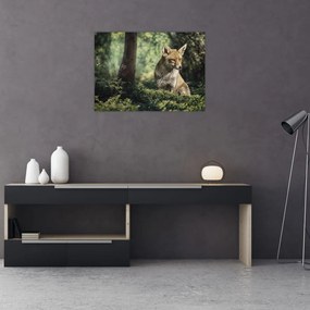 Obraz na szkle - lis (70x50 cm)