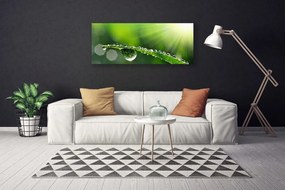 Zdjęcie na płótnie Perlista Rosa na Źdźbłach