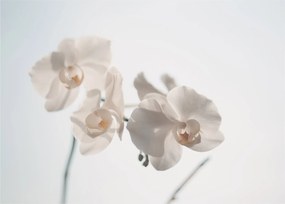 Obraz na szkle białej orchidei (70x50 cm)
