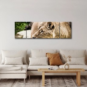 Obraz lwicy (170x50 cm)
