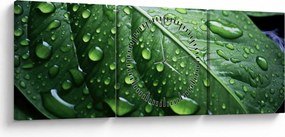 Obraz - Szczegół liścia po deszczu (z zegarem) (90x30 cm)