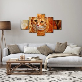 Obraz leżącego kota (125x70 cm)