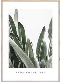 Obraz 50x70 cm Strelitzia – Styler