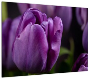 Obraz na szkle - kwiaty tulipanów (70x50 cm)