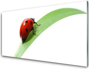 Panel Szklany Biedronka Na Zielonym Liściu