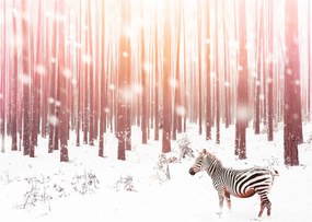 Obraz - Zebra w śnieżnym lesie (70x50 cm)