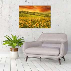 Obraz na szkle - Pole słoneczników (70x50 cm)