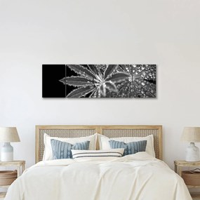 Obraz - Liście z kroplami (170x50 cm)