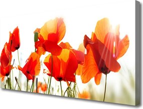 Obraz na płótnie Krwistoczerwone Maki na Polu