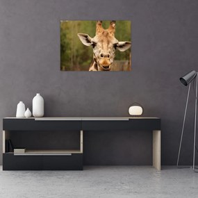 Obraz żyrafy (70x50 cm)