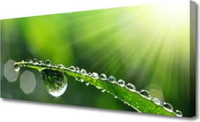 Zdjęcie na płótnie Perlista Rosa na Źdźbłach