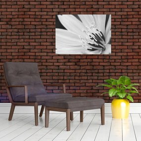 Obraz na szkle - Czarno-biały kwiat (70x50 cm)