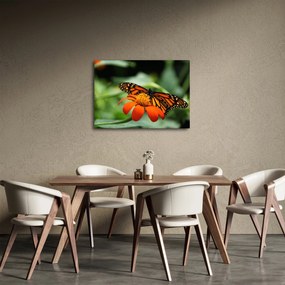 Obraz motyla na kwiatku (70x50 cm)