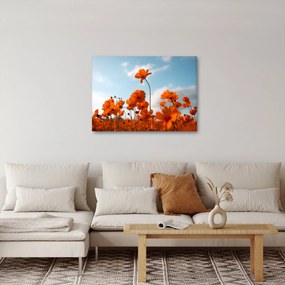 Obraz - Łąkowe kwiaty (70x50 cm)
