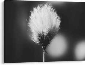 Obraz - Czarno-biała trawa bawełniana (70x50 cm)