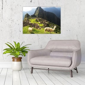 Obraz - Lamy na Machu Picchu (70x50 cm)