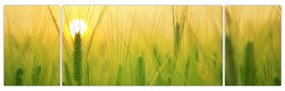 Obraz pola ze zbożem (170x50 cm)