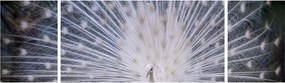 Obraz - Biały paw (170x50 cm)