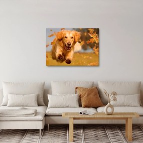 Obraz - Golden Retriever (70x50 cm)