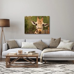 Obraz żyrafy (70x50 cm)