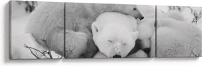 Obraz - Niedźwiedzie polarne (170x50 cm)