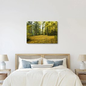 Obraz na szkle - las jesienią (70x50 cm)