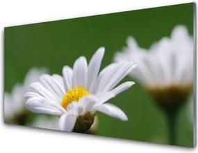 Szkło Ozdobne do Kuchni Delikatna Stokrotka Polna