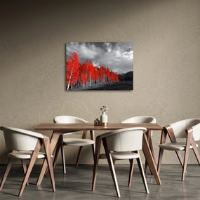 Obraz - Drzewa w kolorze jesieni (70x50 cm)