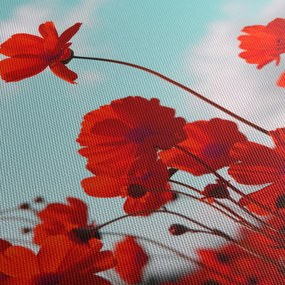 Obraz pola z jasnoczerwonymi kwiatami (70x50 cm)