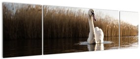 Obraz łabędzia (170x50 cm)