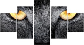 Obraz - Portret kota z bliska (125x70 cm)