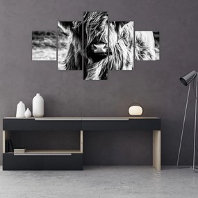 Obraz - Highland - szkocka krowa (125x70 cm)