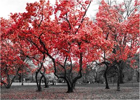 Obraz na szkle - Czerwone drzewa, Central Park, New York (70x50 cm)