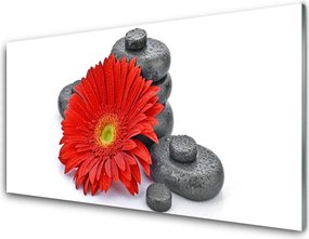 Panel Szklany Wyrazista Czerwona Gerbera