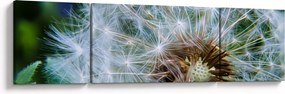 Obraz przekwitniętego dmuchawca (170x50 cm)