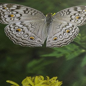 Obraz - biały motyl (125x70 cm)