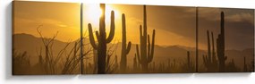 Obraz - Kaktusy Saguaro (170x50 cm)