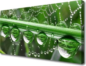 Obraz na płótnie Perlista Pajęczyna w Rosie