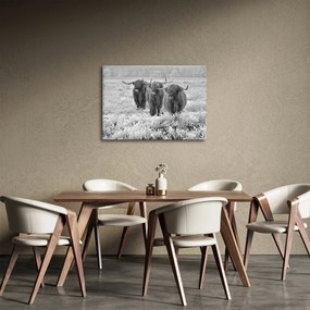 Obraz - Szkockie krowy, czarno - biały (70x50 cm)