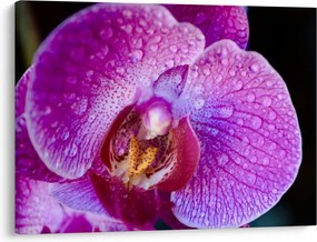 Zbliżenie kwiatu orchidei (70x50 cm)