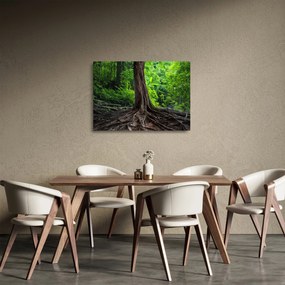 Obraz na szkle - Stare drzewo z korzeniami (70x50 cm)