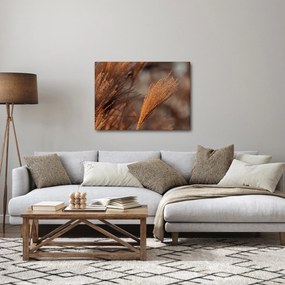 Obraz - Kortaderia (70x50 cm)