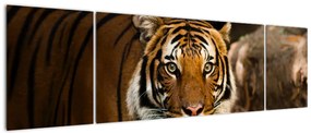 Obraz tygrysa (170x50 cm)