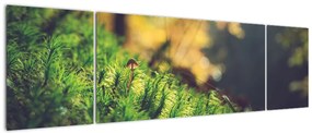 Obraz mchu z grzybem (170x50 cm)