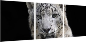 Obraz - Snow Leopard (z zegarem) (90x30 cm)