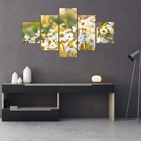Obraz - Stokrotki (125x70 cm)