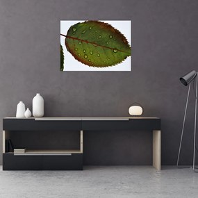 Obraz - Liść róży (70x50 cm)