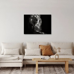 Obraz - Lew (70x50 cm)