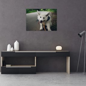 Obraz na szkle białego psa (70x50 cm)
